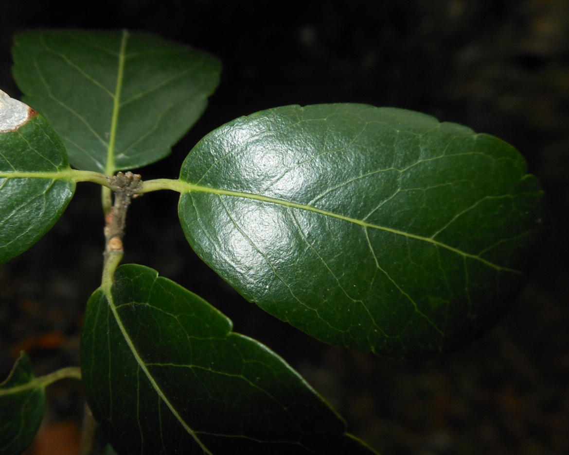 Phillyrea latifolia L. / Fillirea